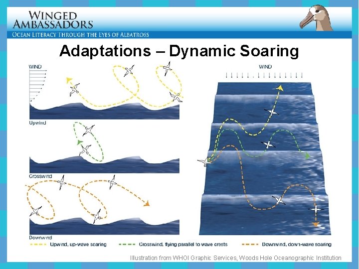 Adaptations – Dynamic Soaring Illustration from WHOI Graphic Services, Woods Hole Oceanographic Institution 