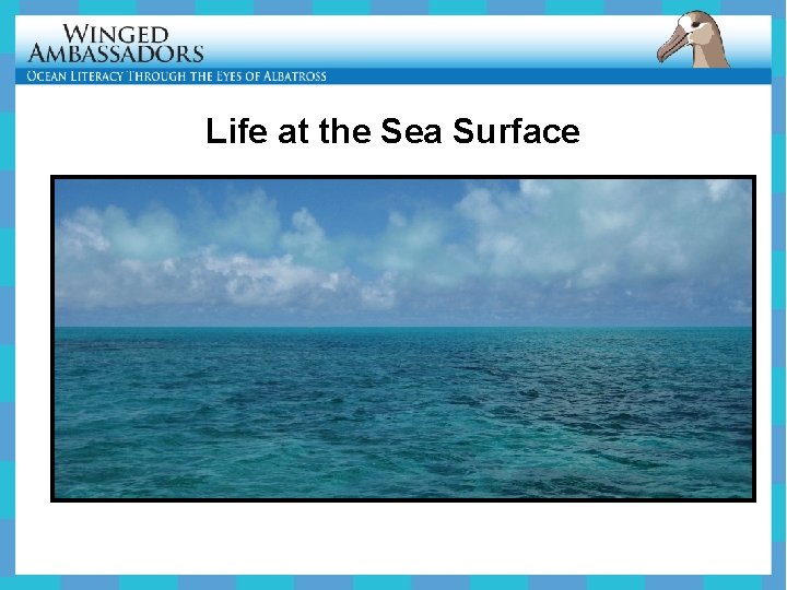 Life at the Sea Surface 