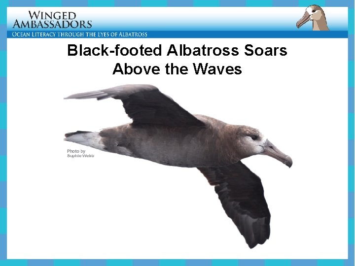 Black-footed Albatross Soars Above the Waves 