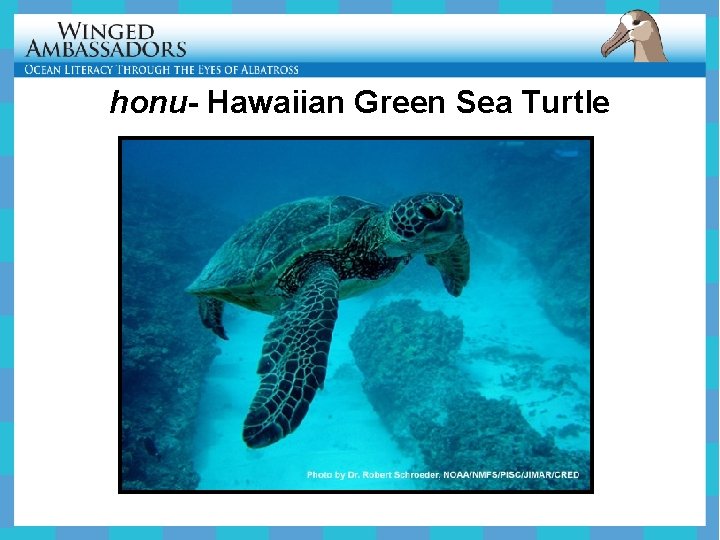 honu- Hawaiian Green Sea Turtle 