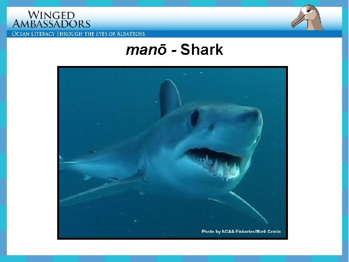 manō - Shark 