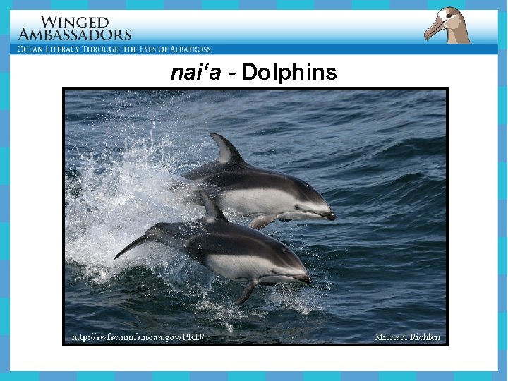 nai‘a - Dolphins 
