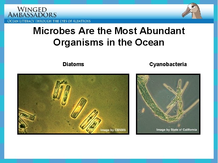 Microbes Are the Most Abundant Organisms in the Ocean Diatoms Cyanobacteria 