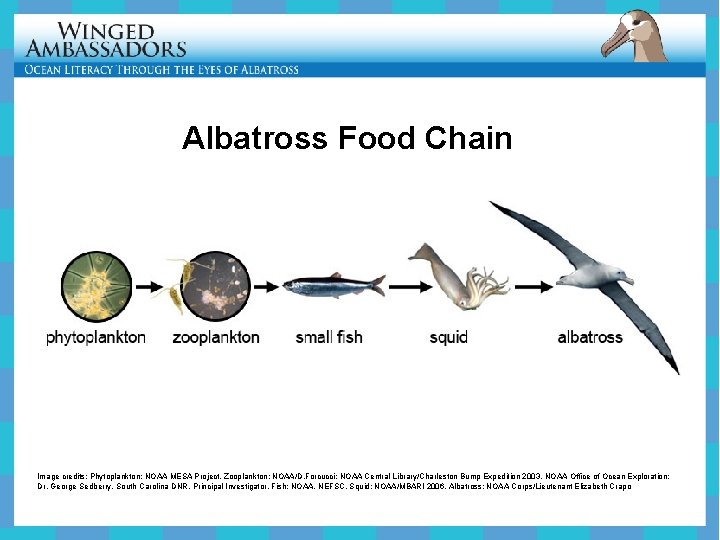 Albatross Food Chain Image credits: Phytoplankton: NOAA MESA Project, Zooplankton: NOAA/D. Forcucci; NOAA Central