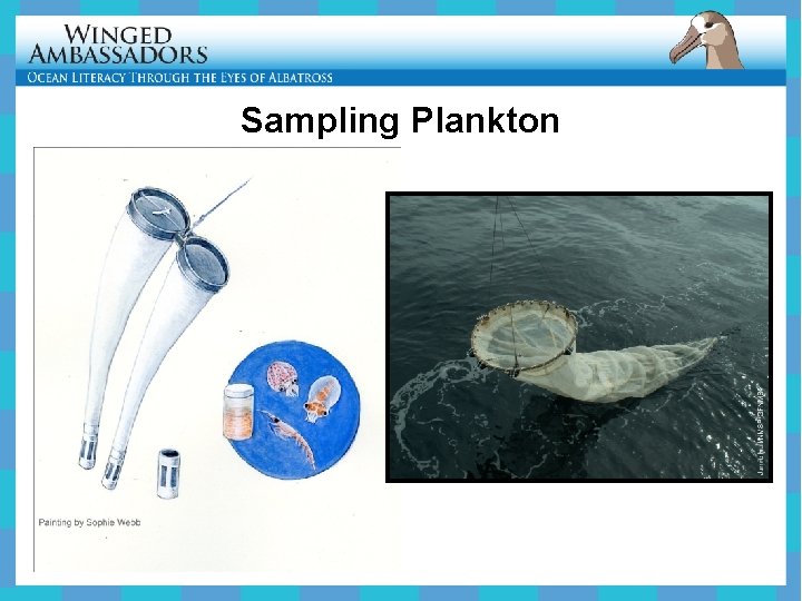 Sampling Plankton 