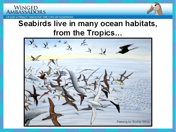 Seabirds live in many ocean habitats, from the Tropics… 