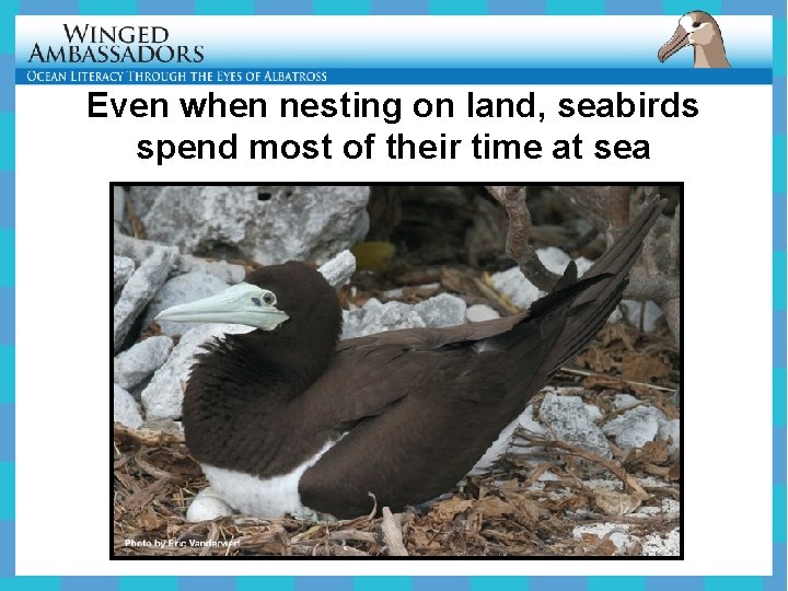 Even when nesting on land, seabirds spend most of their time at sea 
