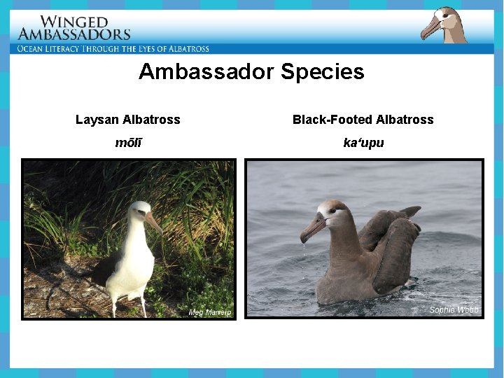 Ambassador Species Laysan Albatross Black-Footed Albatross mōlī kaʻupu 
