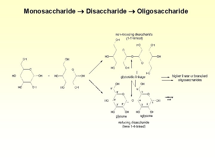 Monosaccharide Disaccharide Oligosaccharide reducing end 