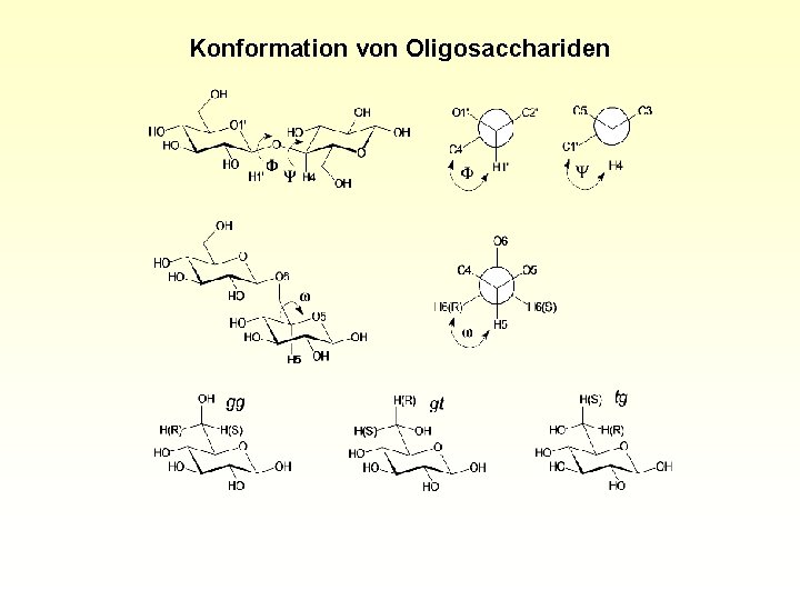 Konformation von Oligosacchariden 