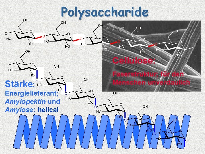 Polysaccharide Cellulose: Stärke: Energielieferant; Amylopektin und Amylose: helical Faserstruktur; für den Menschen unverdaulich 