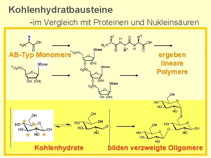 Kohlenhydratbausteine -im Vergleich mit Proteinen und Nukleinsäuren AB-Typ Monomere ergeben lineare Polymere * *