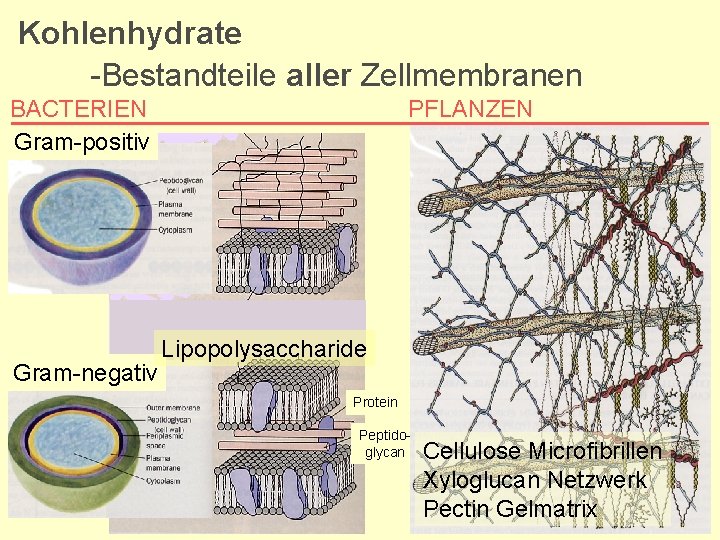 Kohlenhydrate -Bestandteile aller Zellmembranen BACTERIEN Gram-positiv Gram-negativ PFLANZEN Lipopolysaccharide Protein Peptidoglycan Cellulose Microfibrillen Xyloglucan