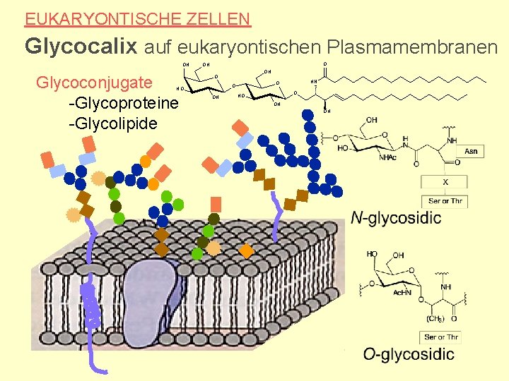 EUKARYONTISCHE ZELLEN Glycocalix auf eukaryontischen Plasmamembranen OH Glycoconjugate -Glycoproteine -Glycolipide O OH OH O