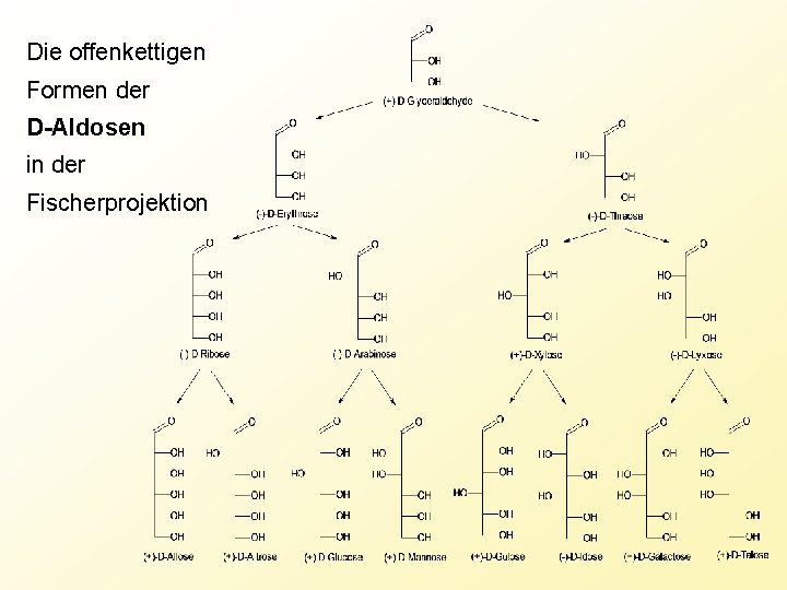 Die offenkettigen Formen der D-Aldosen in der Fischerprojektion 