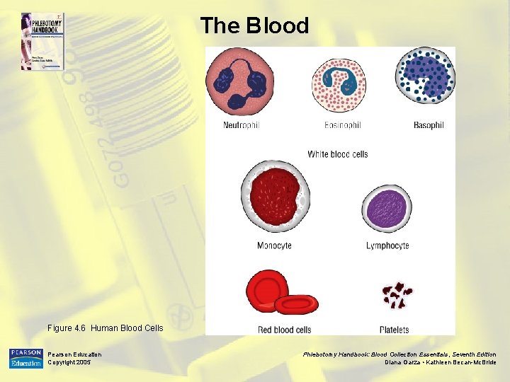 The Blood Figure 4. 6 Human Blood Cells Pearson Education Copyright 2005 Phlebotomy Handbook: