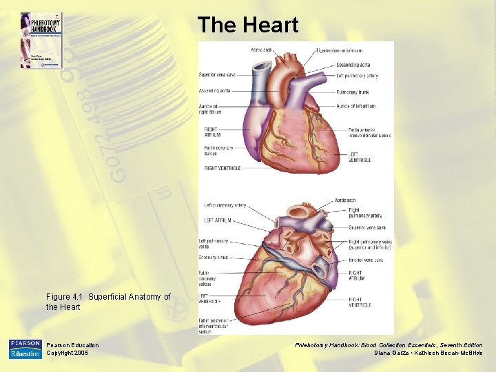 The Heart Figure 4. 1 Superficial Anatomy of the Heart Pearson Education Copyright 2005