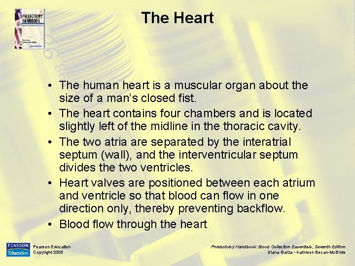 The Heart • The human heart is a muscular organ about the size of