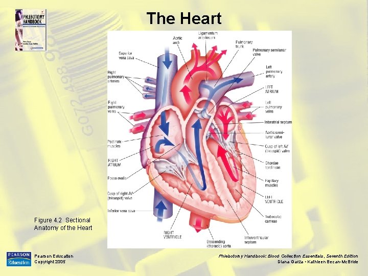 The Heart Figure 4. 2 Sectional Anatomy of the Heart Pearson Education Copyright 2005