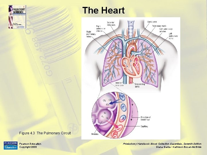 The Heart Figure 4. 3 The Pulmonary Circuit Pearson Education Copyright 2005 Phlebotomy Handbook: