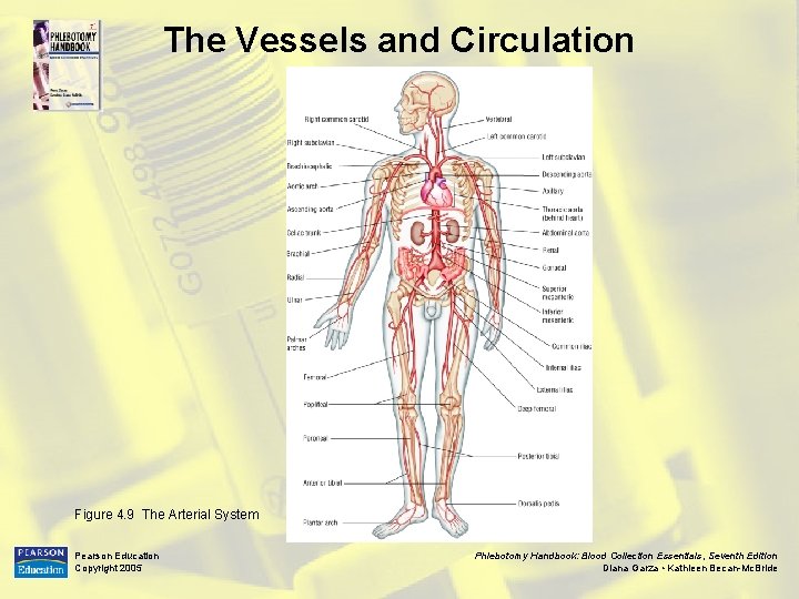 The Vessels and Circulation Figure 4. 9 The Arterial System Pearson Education Copyright 2005