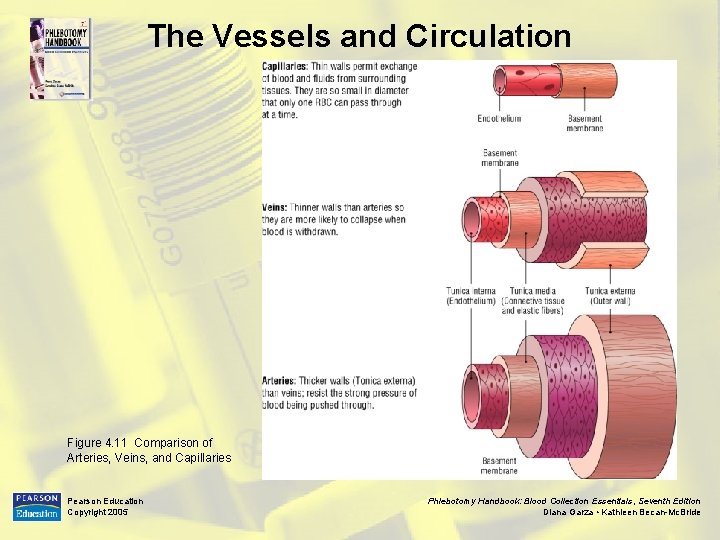 The Vessels and Circulation Figure 4. 11 Comparison of Arteries, Veins, and Capillaries Pearson