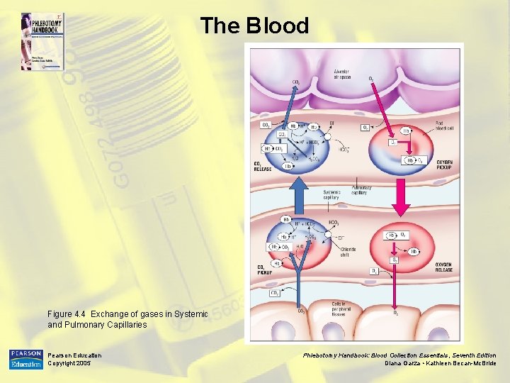 The Blood Figure 4. 4 Exchange of gases in Systemic and Pulmonary Capillaries Pearson