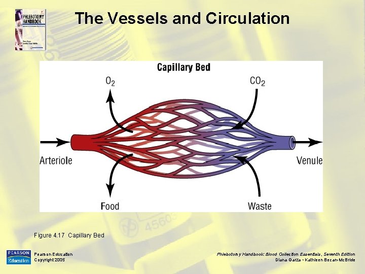 The Vessels and Circulation Figure 4. 17 Capillary Bed Pearson Education Copyright 2005 Phlebotomy
