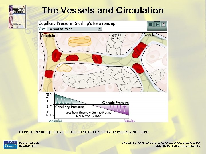 The Vessels and Circulation Click on the image above to see an animation showing