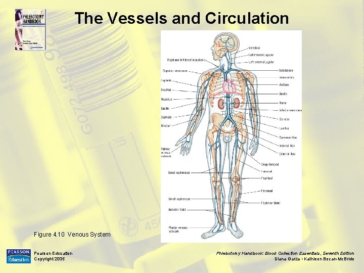 The Vessels and Circulation Figure 4. 10 Venous System Pearson Education Copyright 2005 Phlebotomy