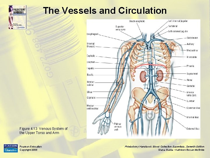 The Vessels and Circulation Figure 4. 13 Venous System of the Upper Torso and