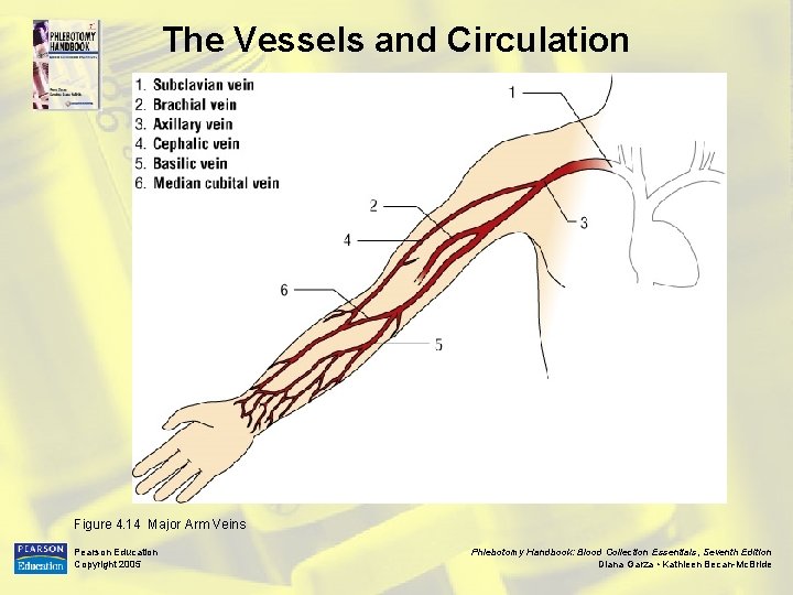 The Vessels and Circulation Figure 4. 14 Major Arm Veins Pearson Education Copyright 2005