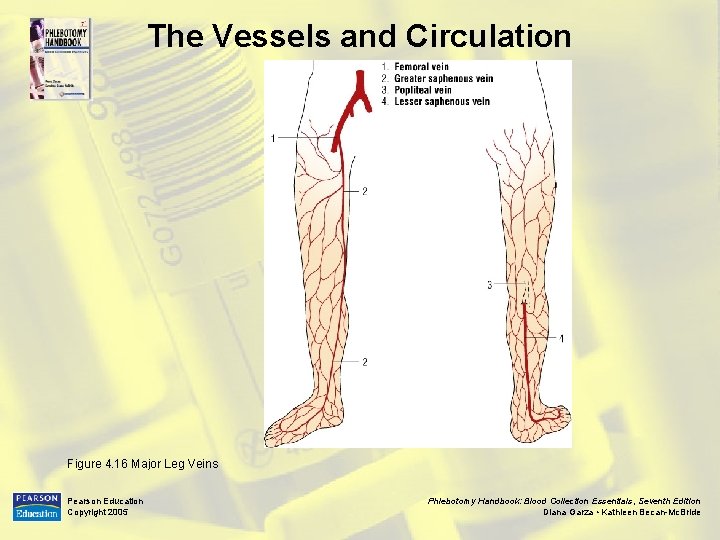 The Vessels and Circulation Figure 4. 16 Major Leg Veins Pearson Education Copyright 2005