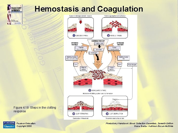 Hemostasis and Coagulation Figure 4. 18 Steps in the clotting response Pearson Education Copyright