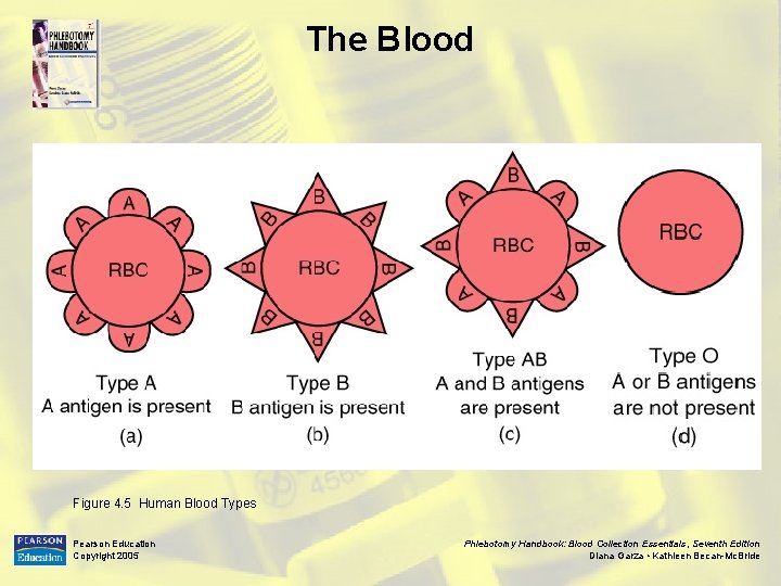 The Blood Figure 4. 5 Human Blood Types Pearson Education Copyright 2005 Phlebotomy Handbook: