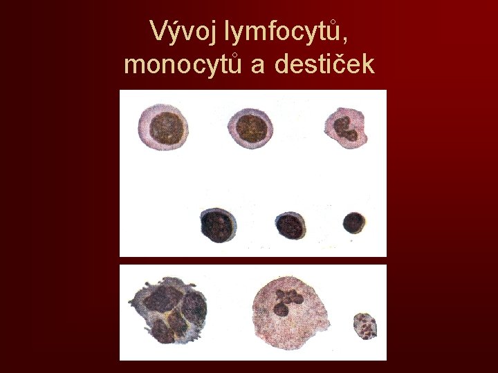 Vývoj lymfocytů, monocytů a destiček 