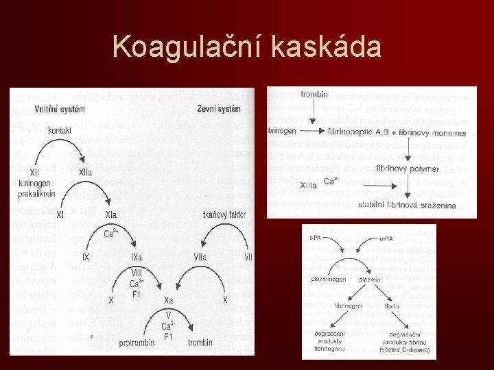 Koagulační kaskáda 