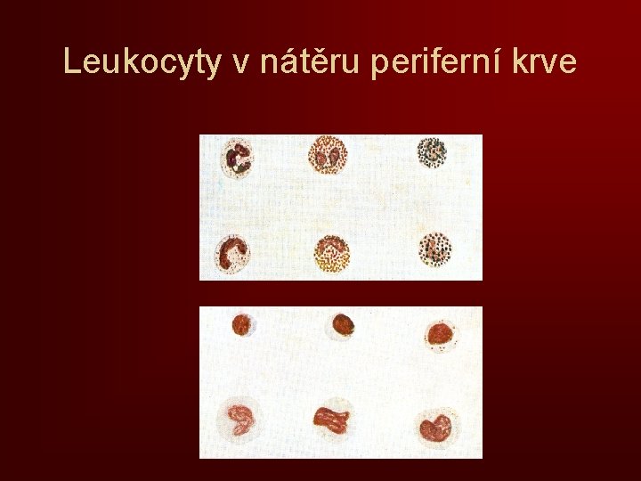 Leukocyty v nátěru periferní krve 