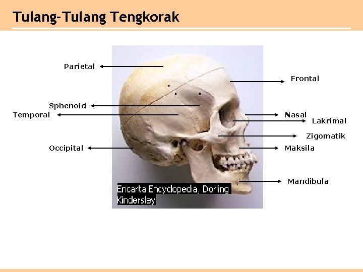 Tulang-Tulang Tengkorak Parietal Frontal Sphenoid Temporal Nasal Lakrimal Zigomatik Occipital Maksila Mandibula 