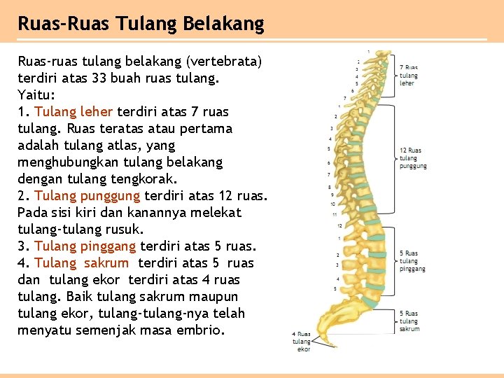 Ruas-Ruas Tulang Belakang Ruas-ruas tulang belakang (vertebrata) terdiri atas 33 buah ruas tulang. Yaitu: