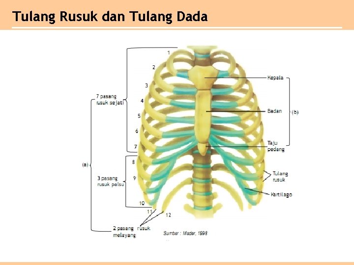 Tulang Rusuk dan Tulang Dada 