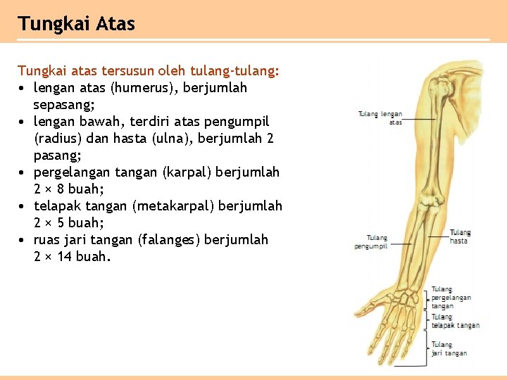 Tungkai Atas Tungkai atas tersusun oleh tulang-tulang: • lengan atas (humerus), berjumlah sepasang; •