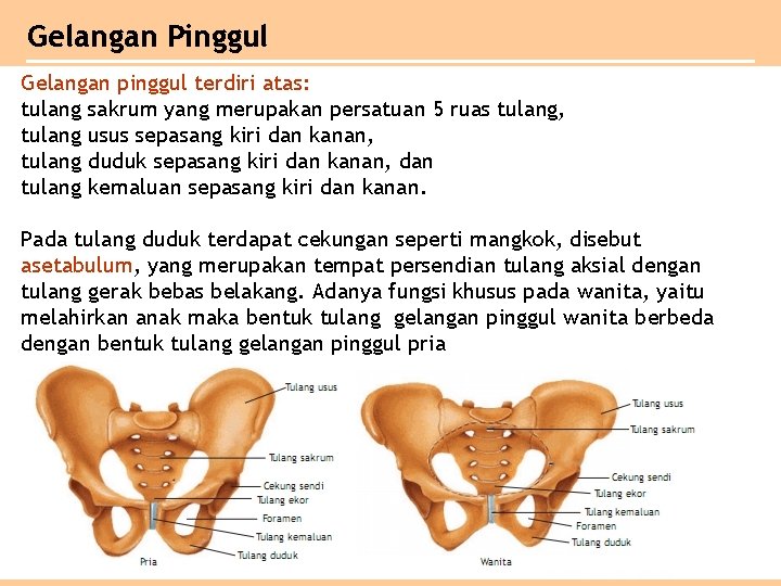 Gelangan Pinggul Gelangan pinggul terdiri atas: tulang sakrum yang merupakan persatuan 5 ruas tulang,