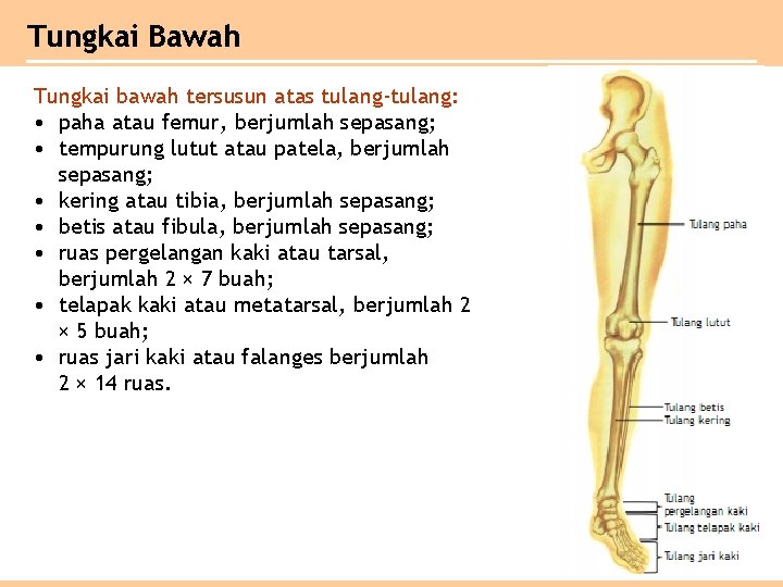 Tungkai Bawah Tungkai bawah tersusun atas tulang-tulang: • paha atau femur, berjumlah sepasang; •