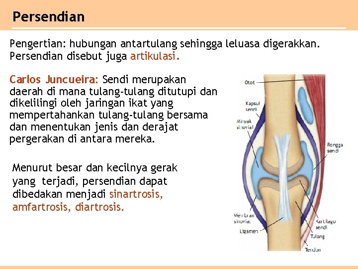 Persendian Pengertian: hubungan antartulang sehingga leluasa digerakkan. Persendian disebut juga artikulasi. Carlos Juncueira: Sendi