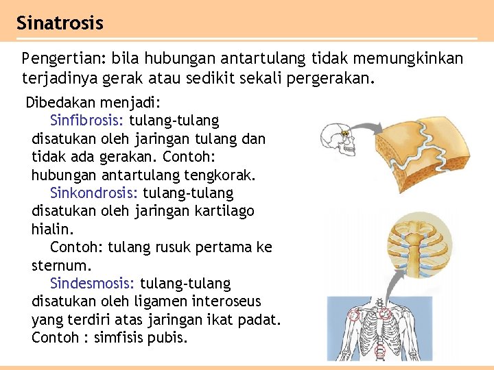 Sinatrosis Pengertian: bila hubungan antartulang tidak memungkinkan terjadinya gerak atau sedikit sekali pergerakan. Dibedakan