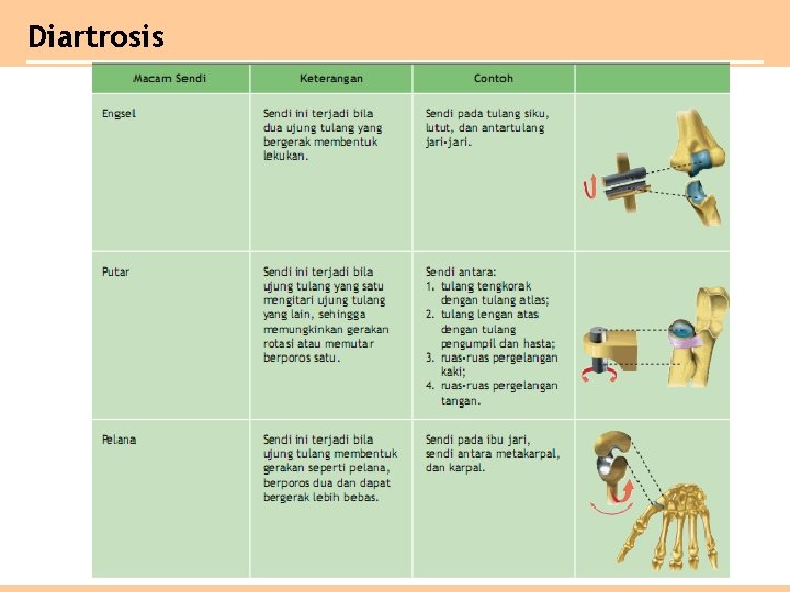 Diartrosis 