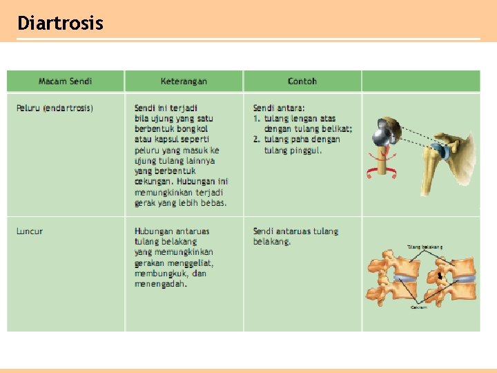 Diartrosis 