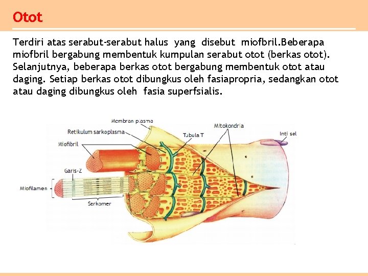 Otot Terdiri atas serabut-serabut halus yang disebut miofbril. Beberapa miofbril bergabung membentuk kumpulan serabut