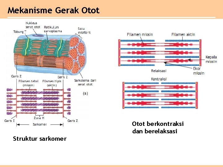Mekanisme Gerak Otot berkontraksi dan berelaksasi Struktur sarkomer 
